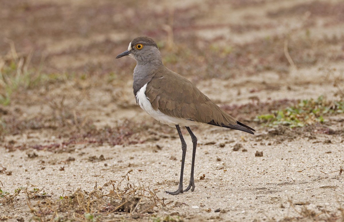 Senegal Lapwing - ML623152716