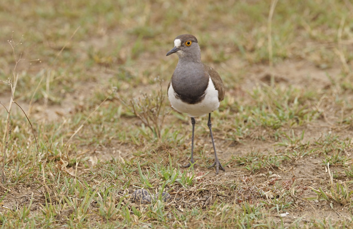 Senegal Lapwing - ML623152717