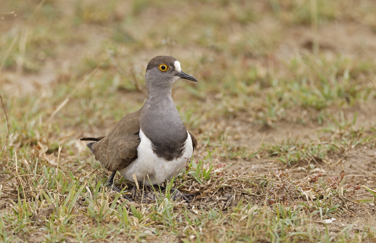 Senegal Lapwing - ML623152718