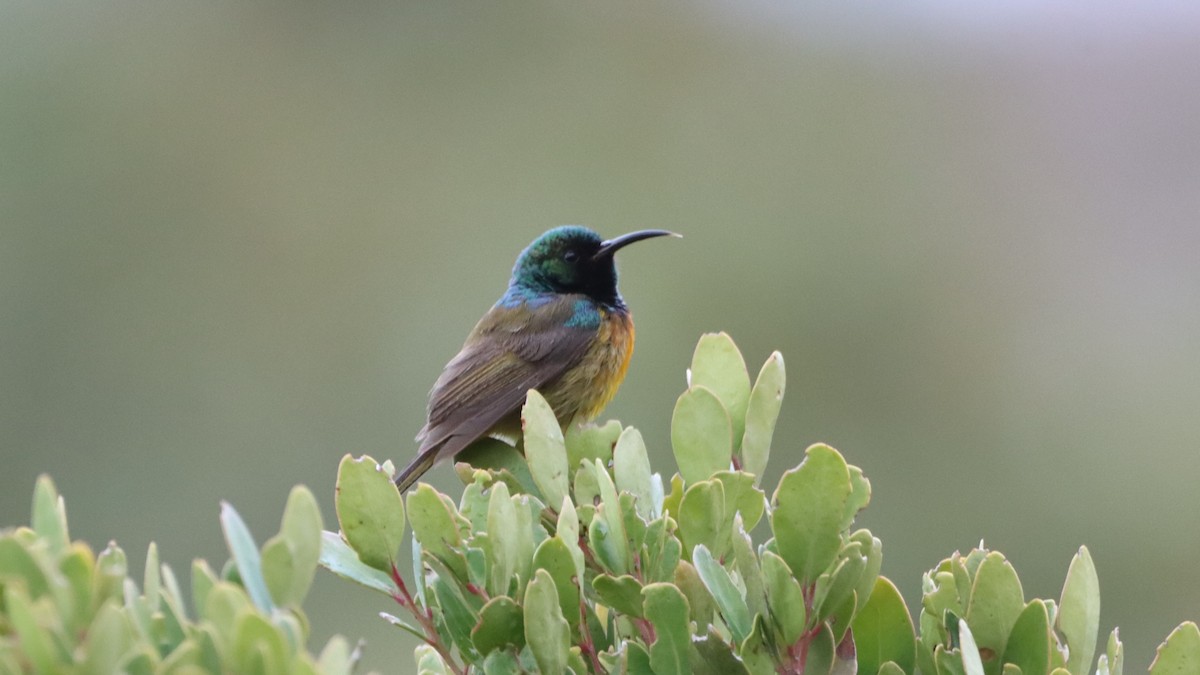 Orange-breasted Sunbird - ML623152741