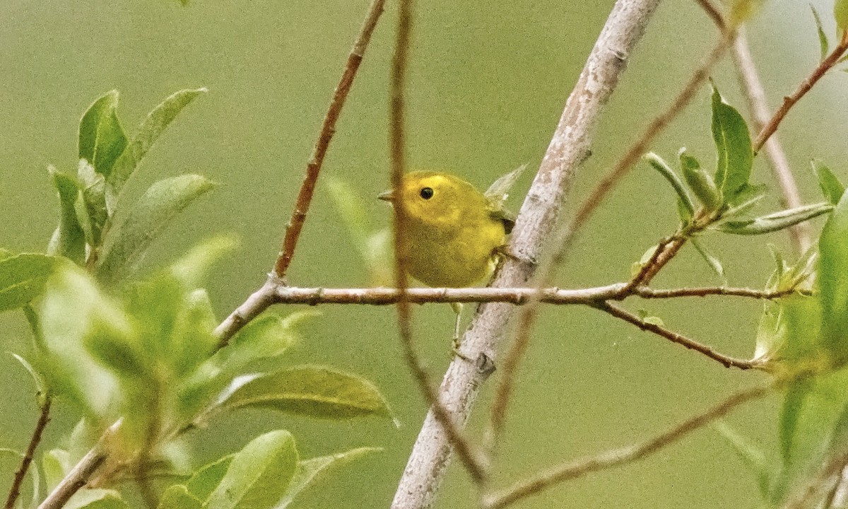 Wilson's Warbler - ML623152786