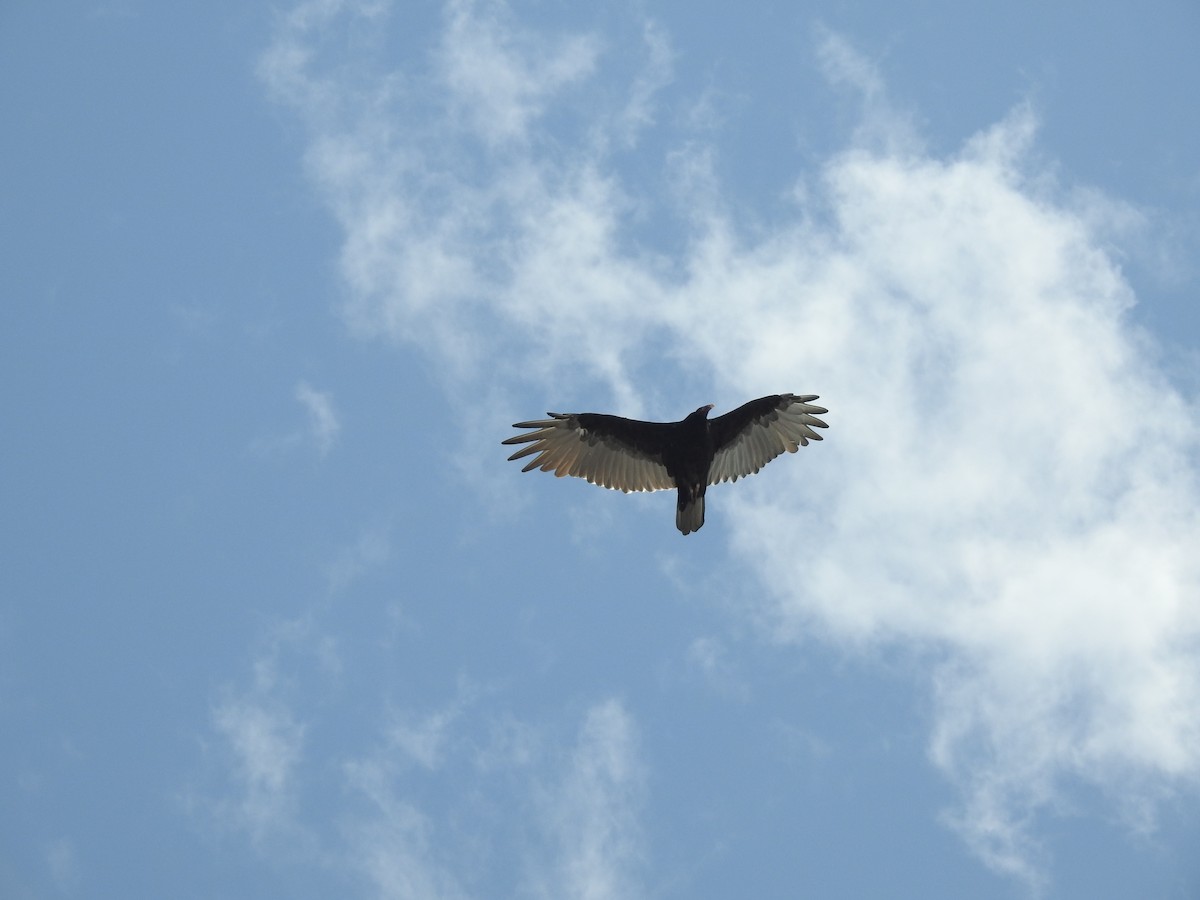 Turkey Vulture - ML623152850