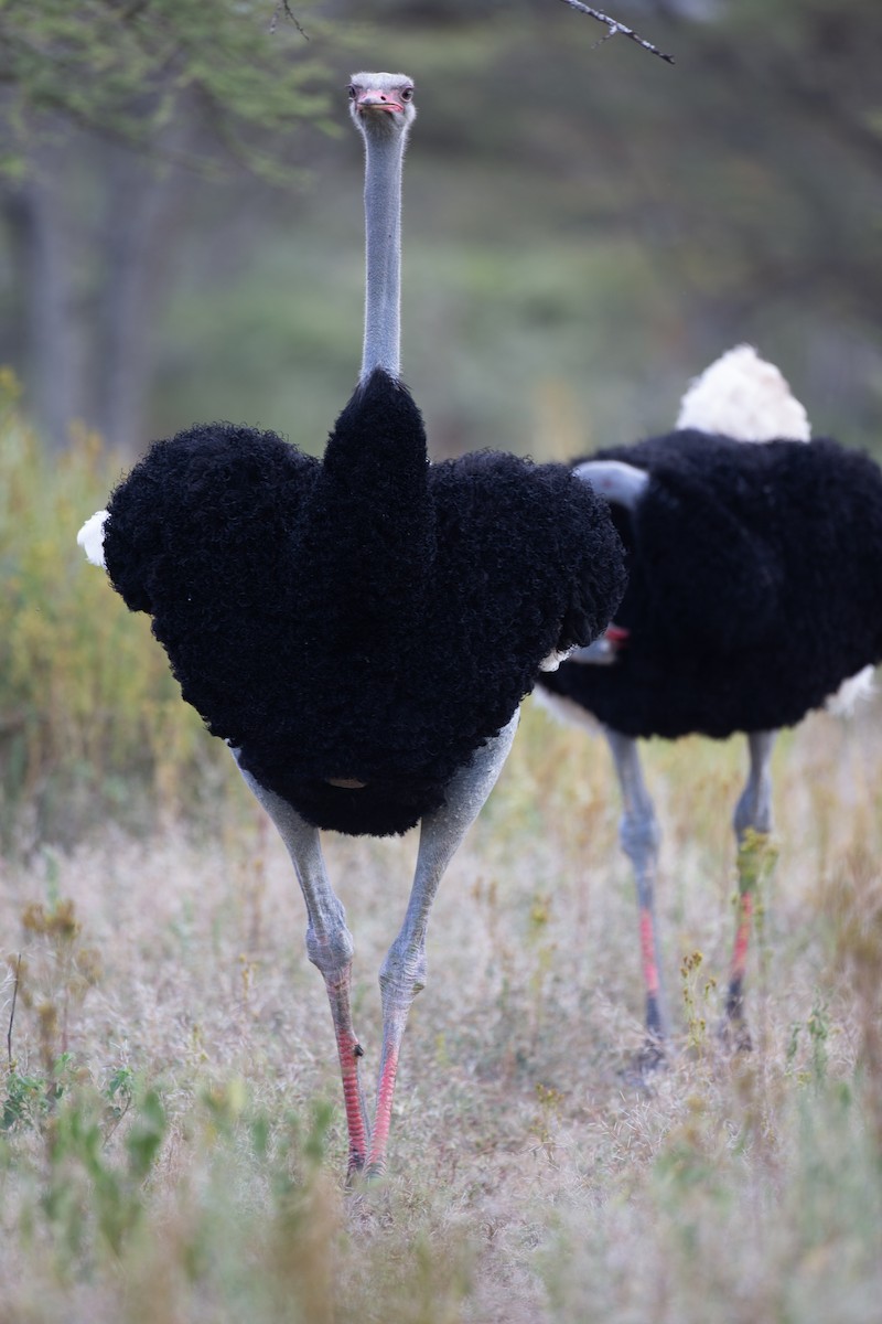 Somali Ostrich - Chris Wood