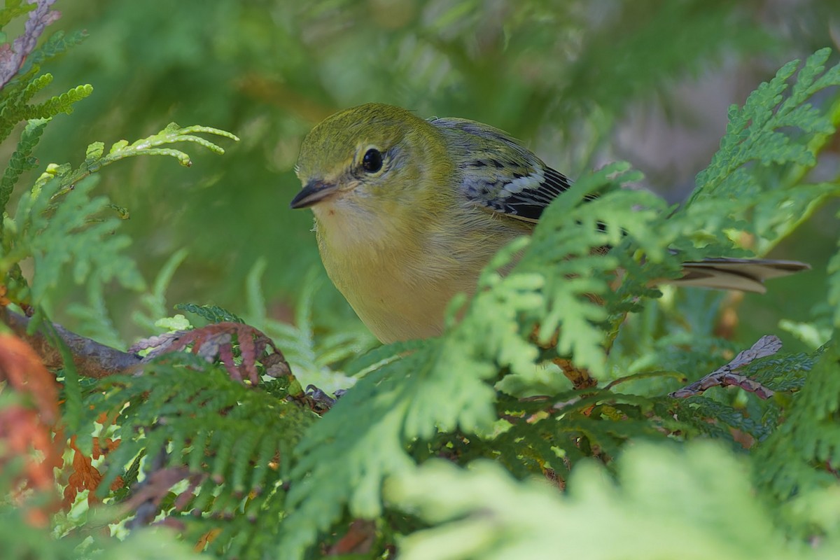 Bay-breasted Warbler - ML623152911