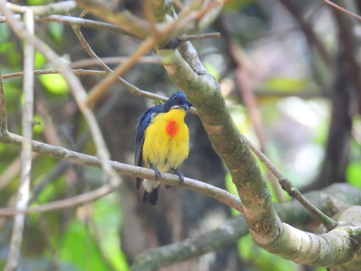 Crimson-breasted Flowerpecker - bob butler