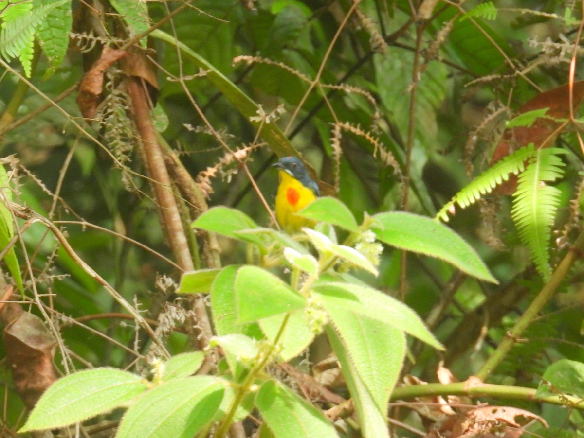 Crimson-breasted Flowerpecker - ML623152981