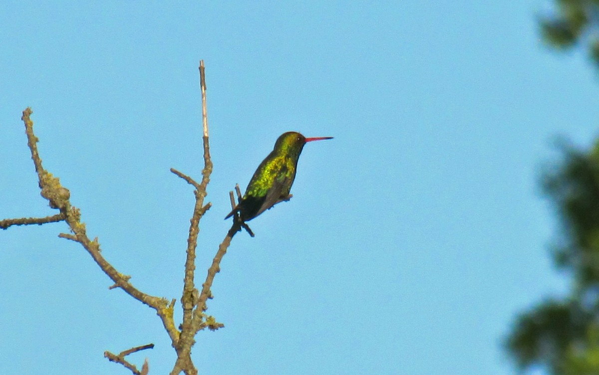 Glittering-bellied Emerald - ML623152985