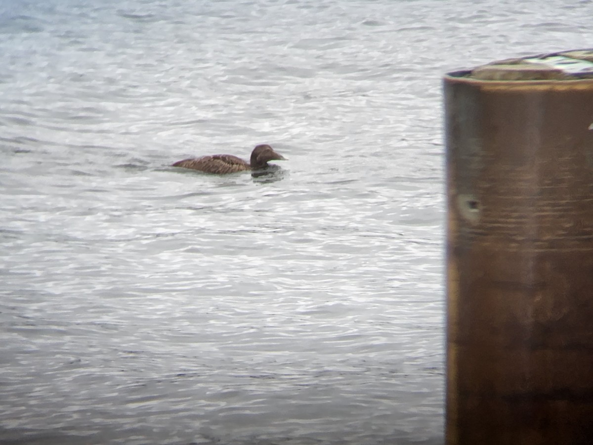 Common Eider - ML623152995