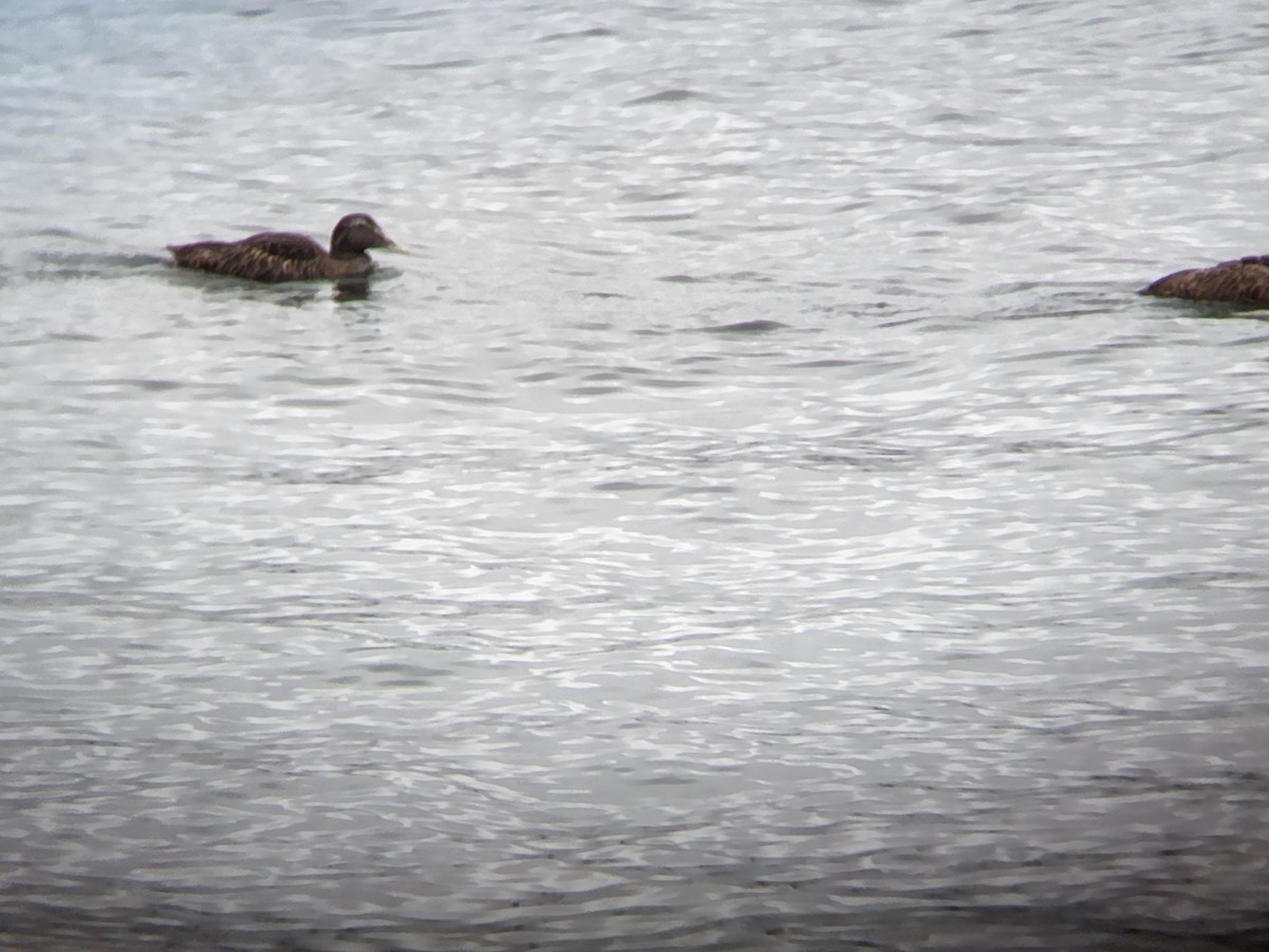 Common Eider - ML623152996