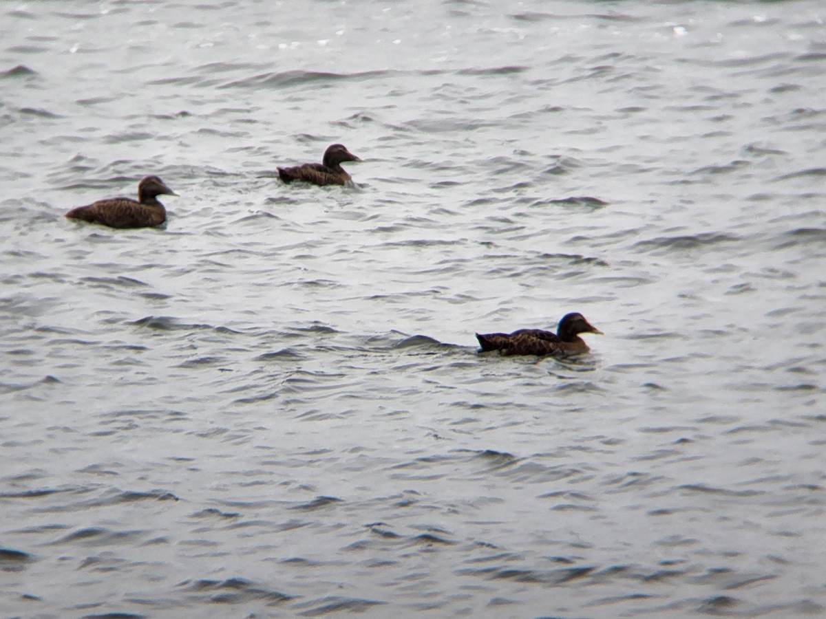 Common Eider - ML623152998
