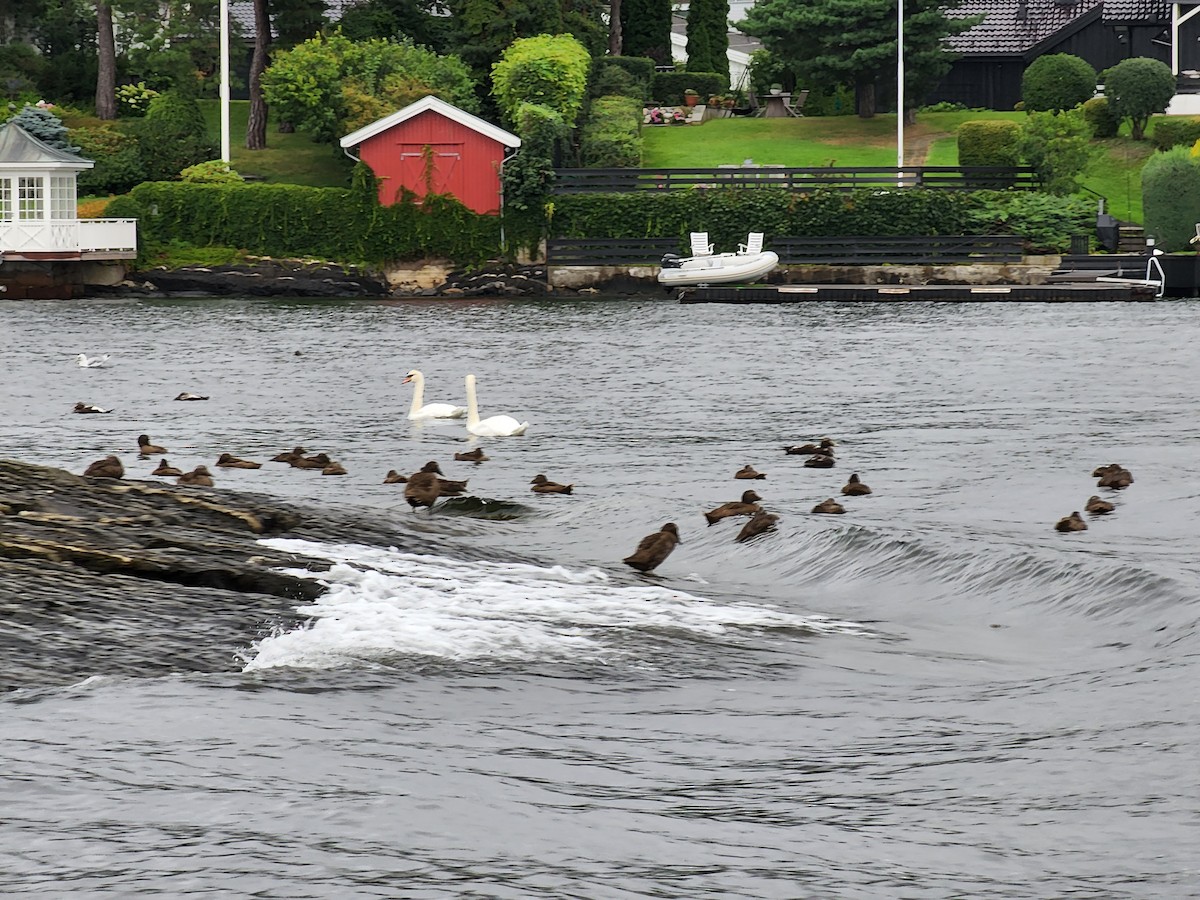 Common Eider - ML623152999