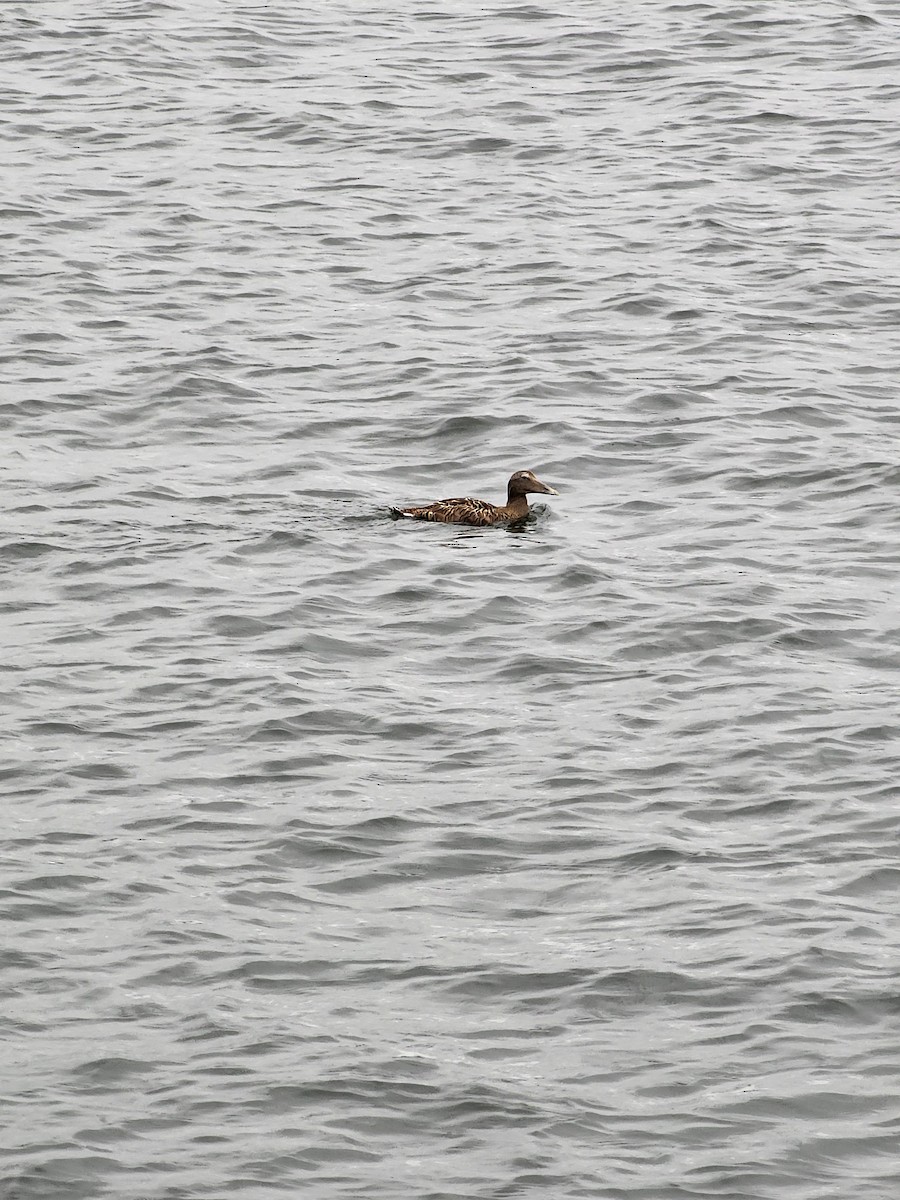 Common Eider - ML623153000