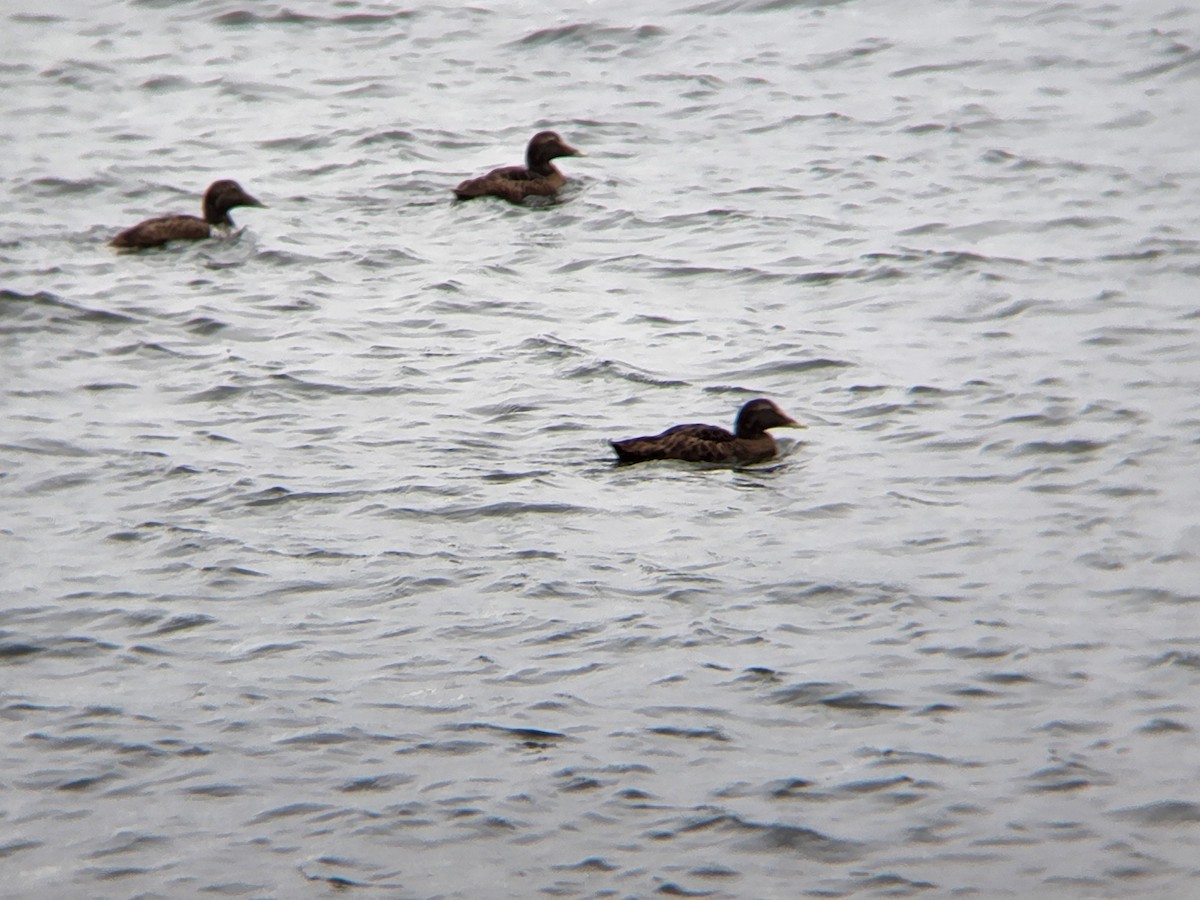 Common Eider - ML623153001