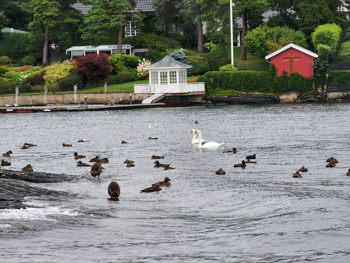 Common Eider - ML623153002