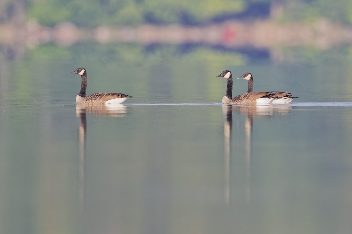 Kanadagans - ML623153007