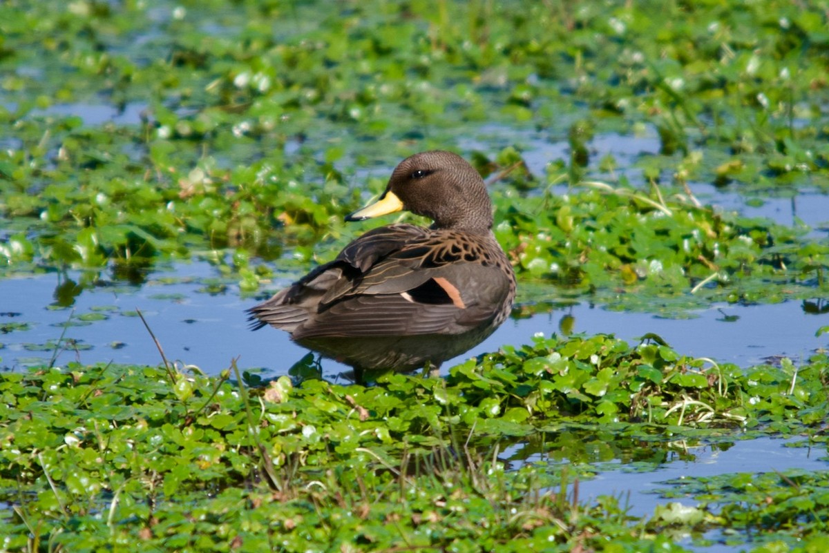 Yellow-billed Teal - ML623153013