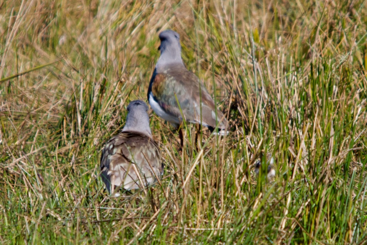 Southern Lapwing - ML623153031