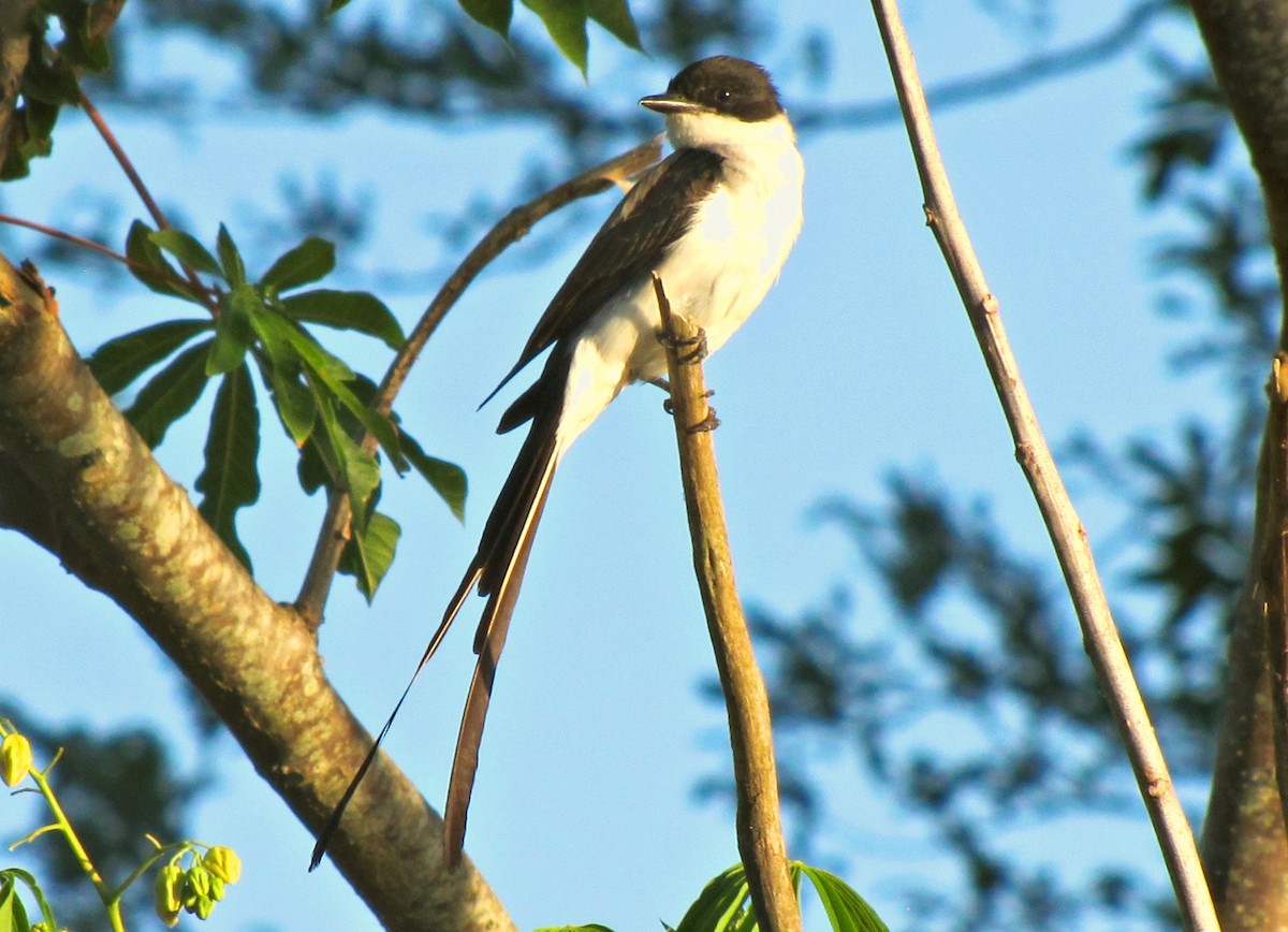 Fork-tailed Flycatcher - ML623153035