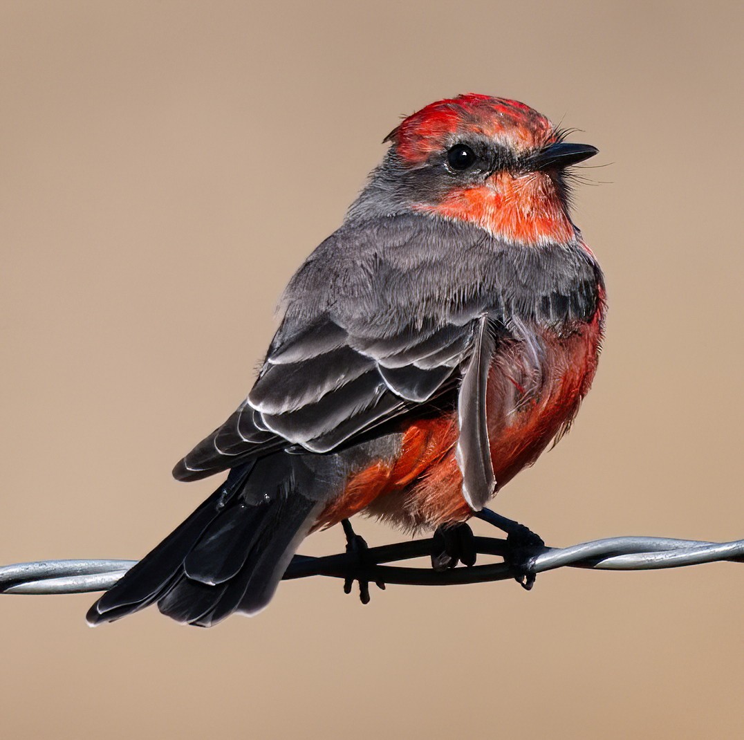 Vermilion Flycatcher - ML623153045