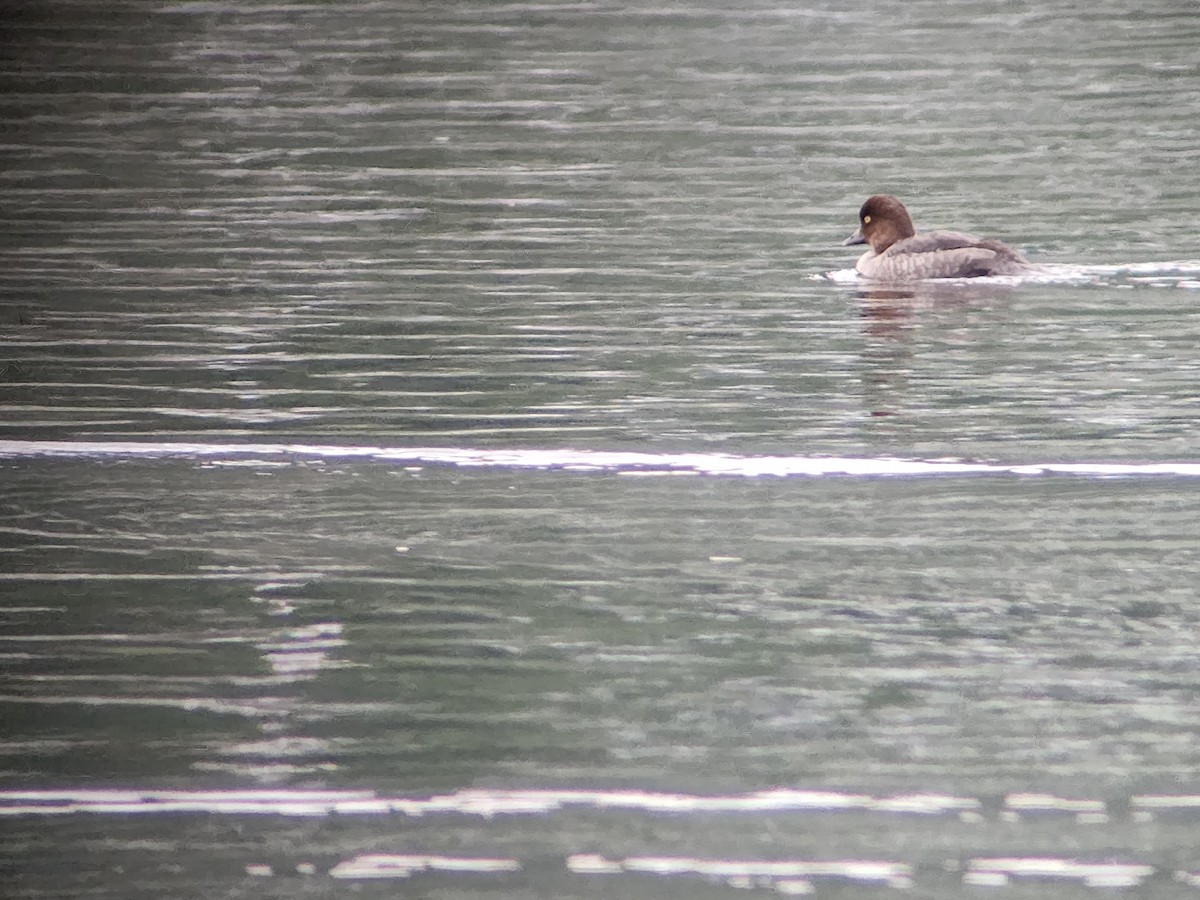 Common Goldeneye - ML623153062