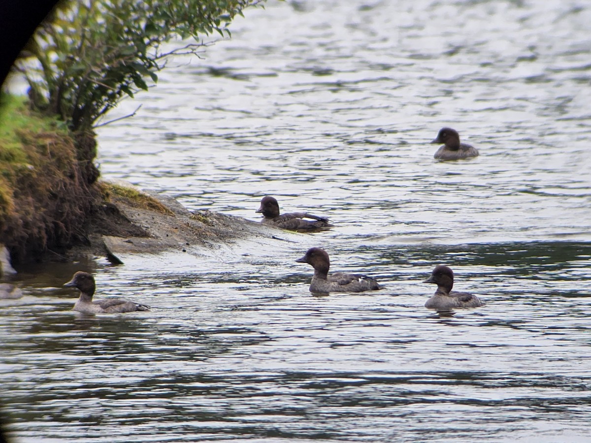 Common Goldeneye - ML623153065