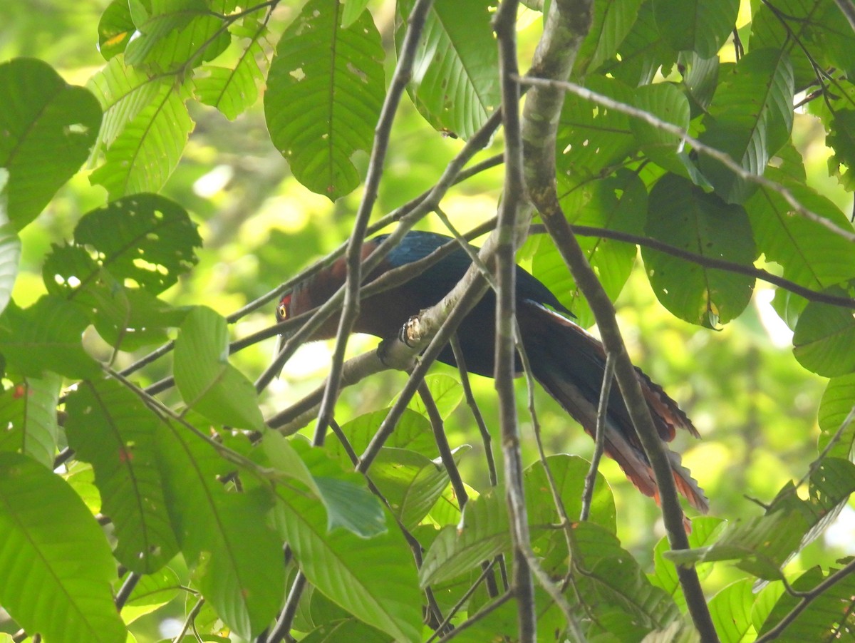 Chestnut-breasted Malkoha (Chestnut-breasted) - ML623153103