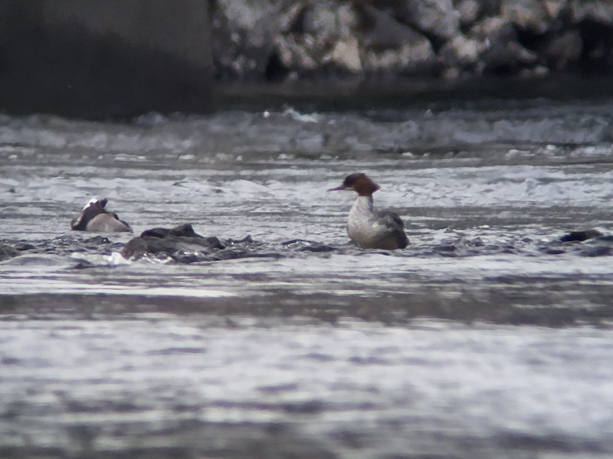 Common Merganser - ML623153107