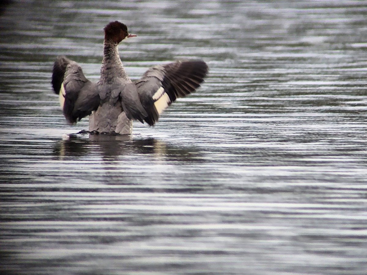 Common Merganser - ML623153109