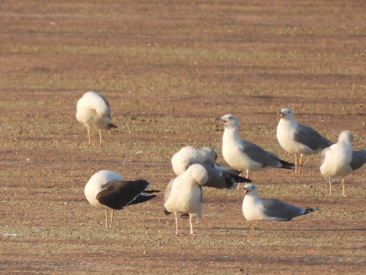 Lesser Black-backed Gull - Miroslav Repar