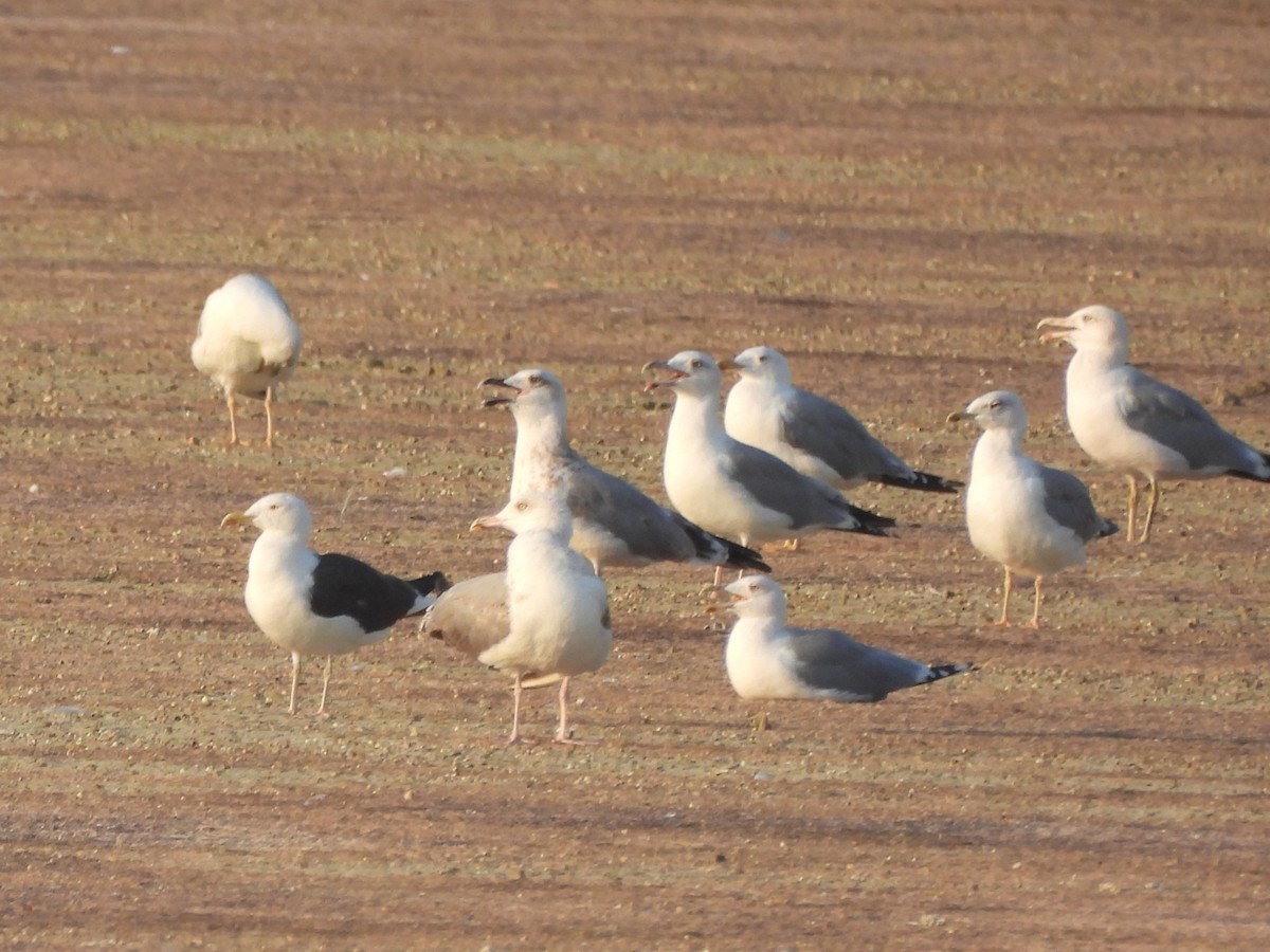 Lesser Black-backed Gull - ML623153219