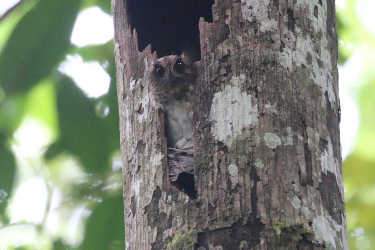 Vogelkop Owlet-nightjar - ML623153277