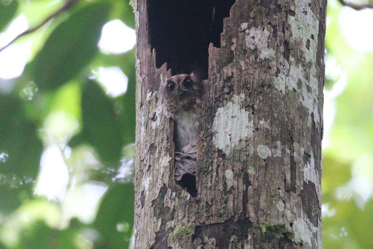 Vogelkop Owlet-nightjar - ML623153279