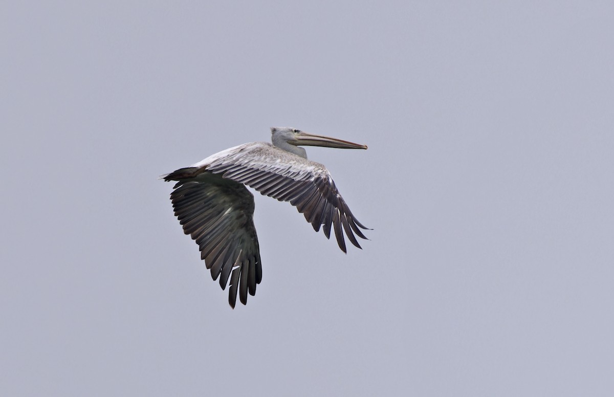 Great White Pelican - ML623153281