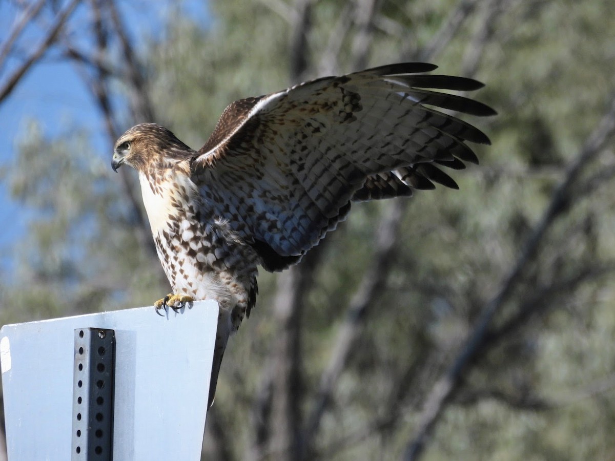 Red-tailed Hawk - patricia kuzma sell