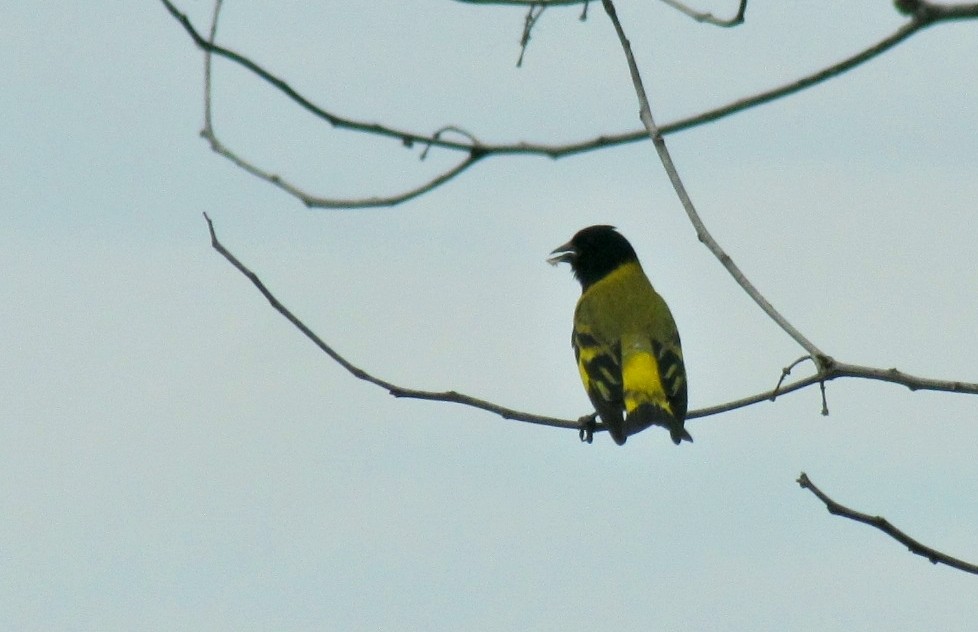 Hooded Siskin - ML623153314