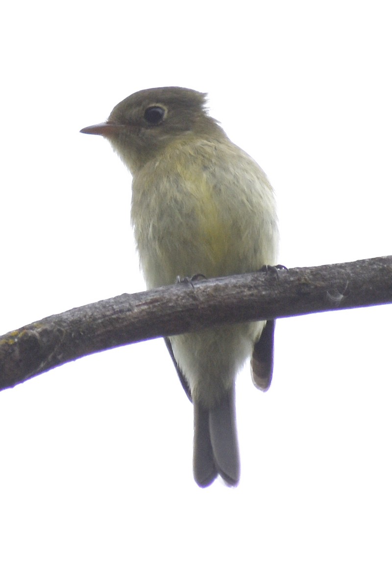 Yellow-bellied Flycatcher - ML623153334