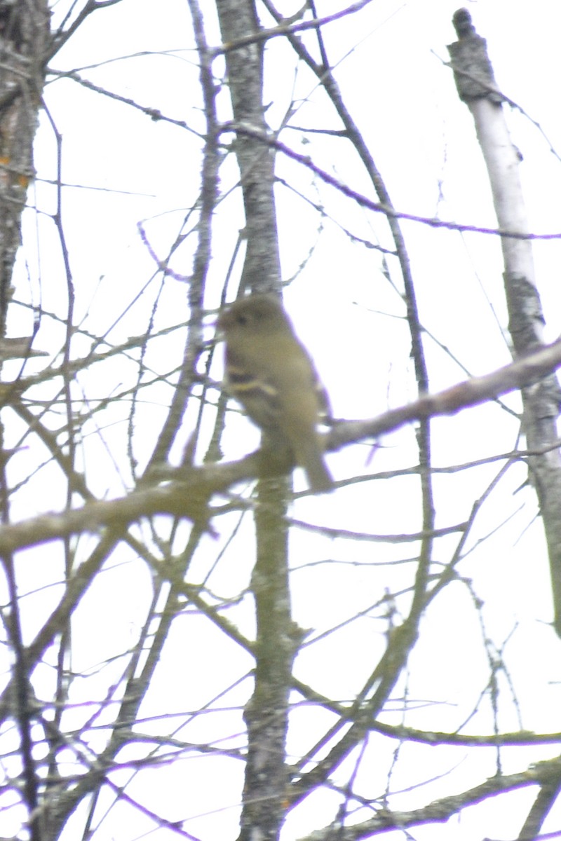 Yellow-bellied Flycatcher - James Dick