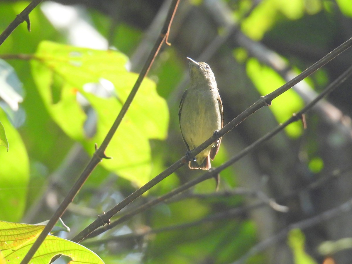 Plain Flowerpecker - ML623153342