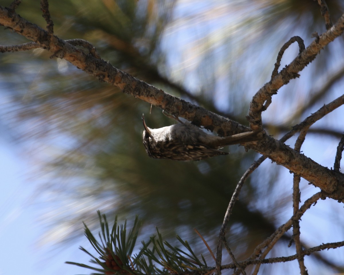 Brown Creeper - ML623153348