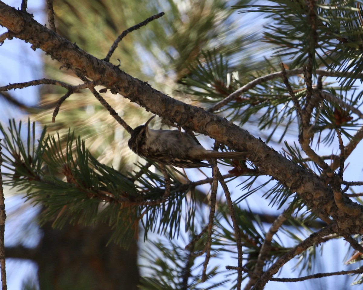 Brown Creeper - Mickey Dyke