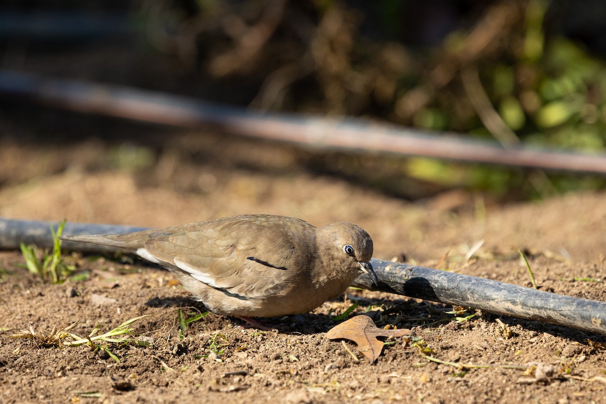 Picui Ground Dove - Ariel Cabrera Foix