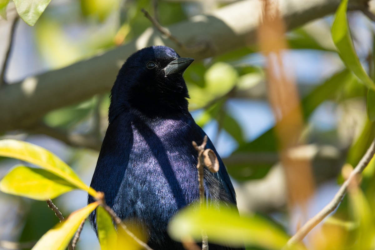 Shiny Cowbird - Ariel Cabrera Foix