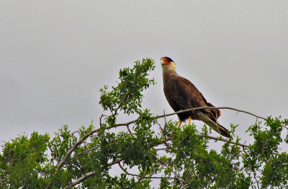 Crested Caracara - ML623153399