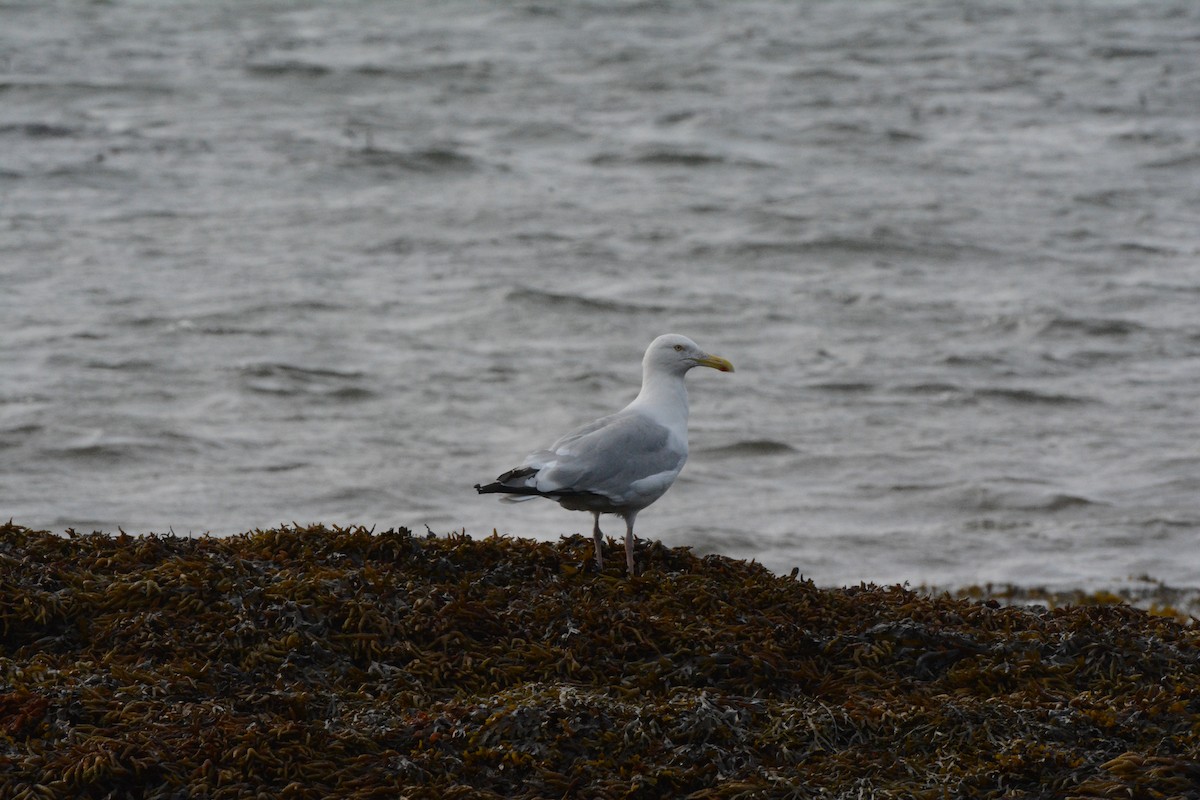 Herring Gull (American) - Steve Hamel