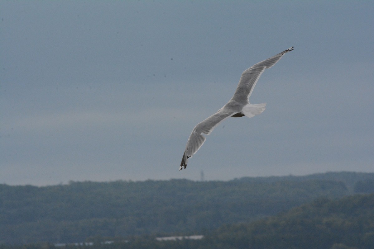 Gaviota Argéntea (americana) - ML623153405