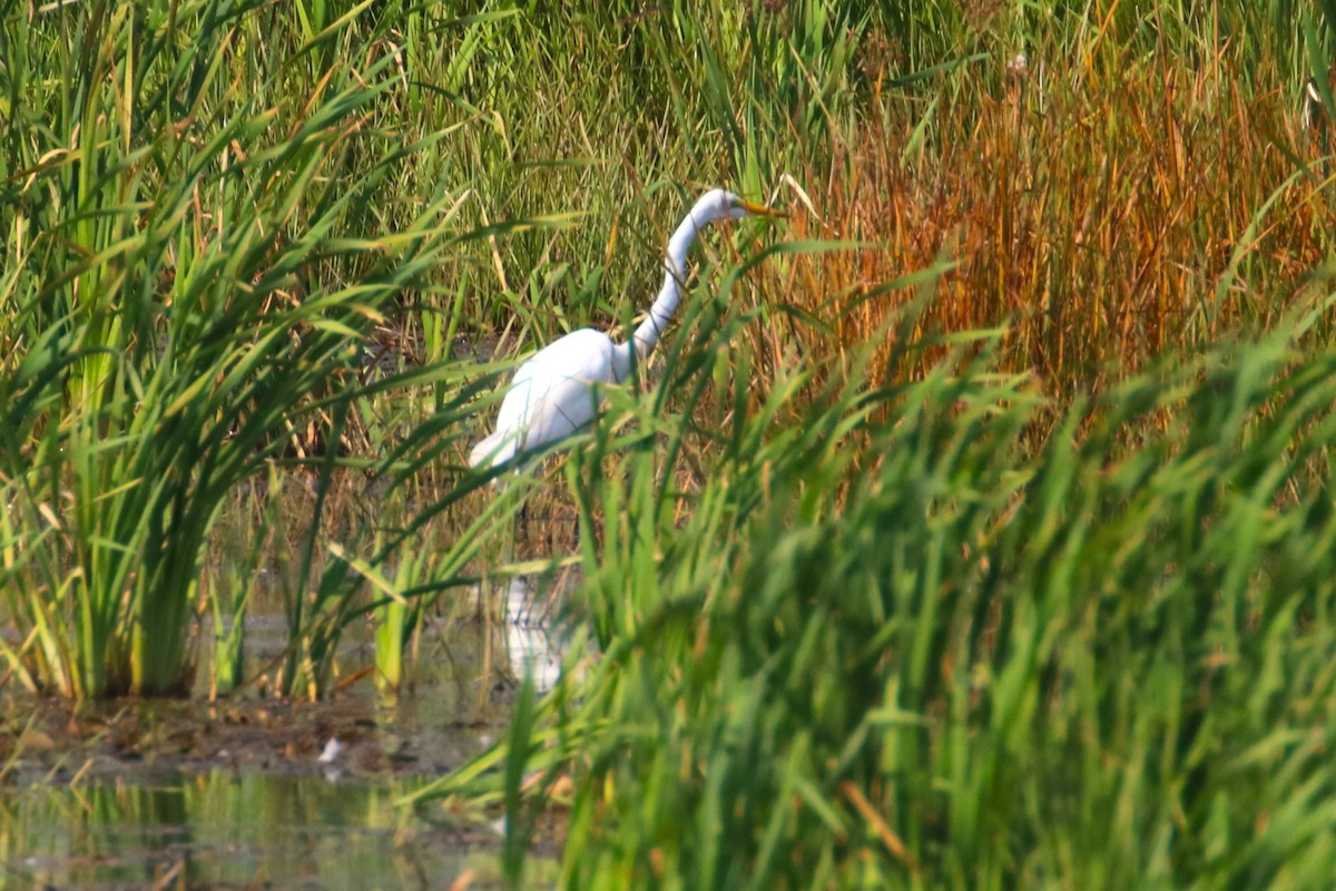 Great Egret - Joli Reising