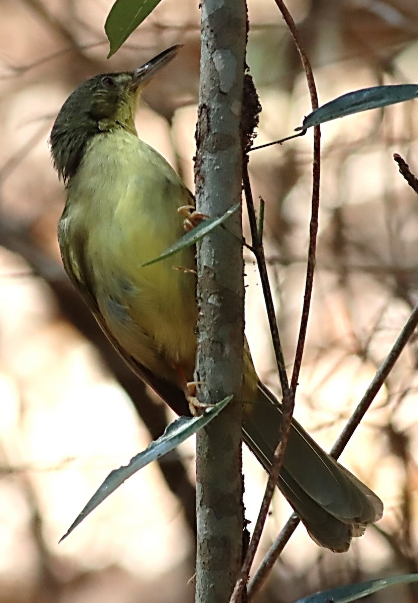 Tetraka Piquilargo - ML623153422