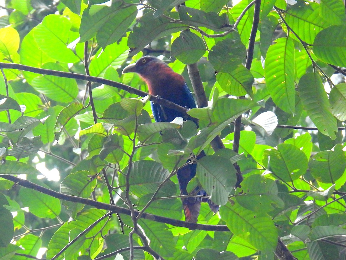 Malcoha Pechicastaño (grupo curvirostris) - ML623153466