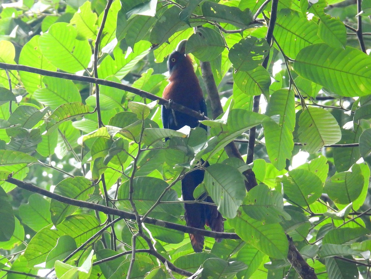 Malcoha Pechicastaño (grupo curvirostris) - ML623153467