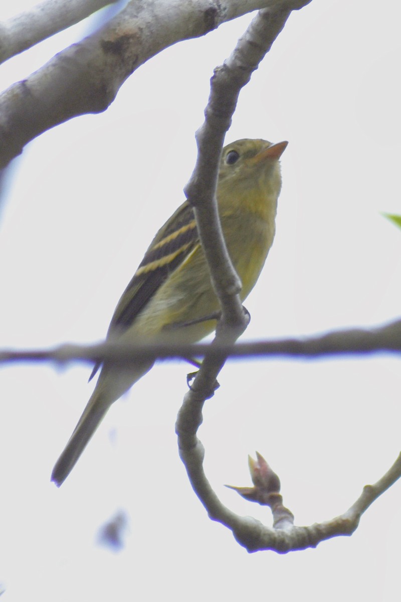 Yellow-bellied Flycatcher - ML623153480